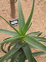 Aloe Striatula (fam Asphodelacees) (Afrique du sud) (02) (Photo F. Mrugala)